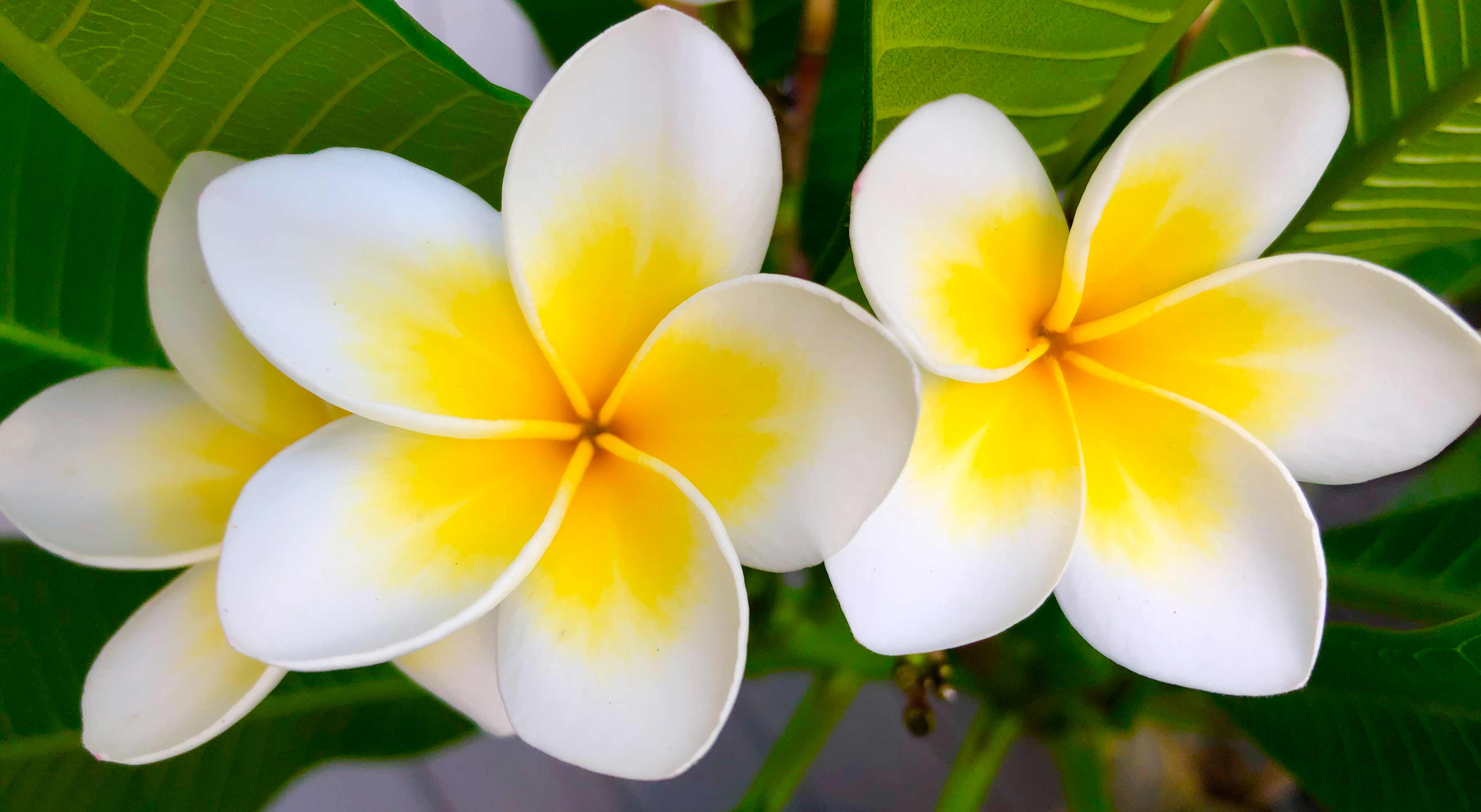 Frangipani Blüte