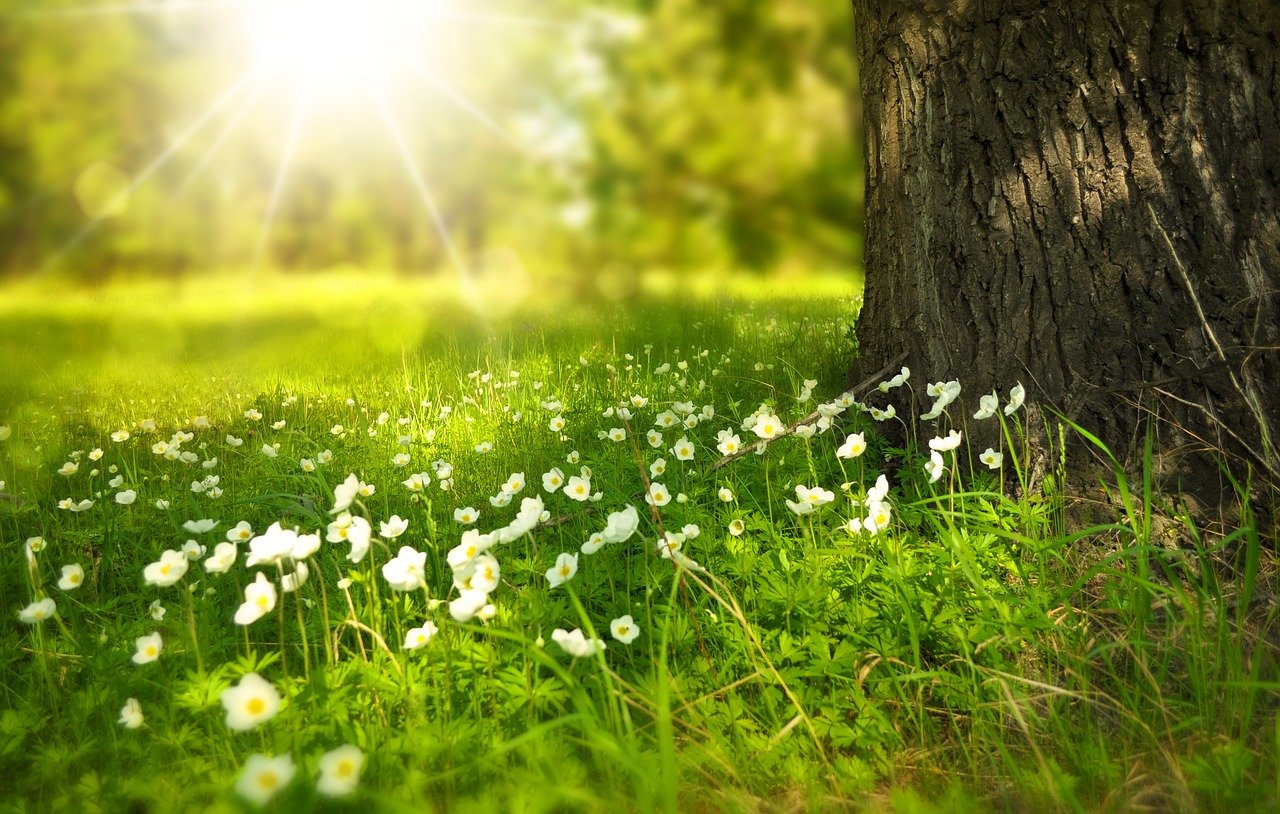 Wiese mit Blumen und einem Baum